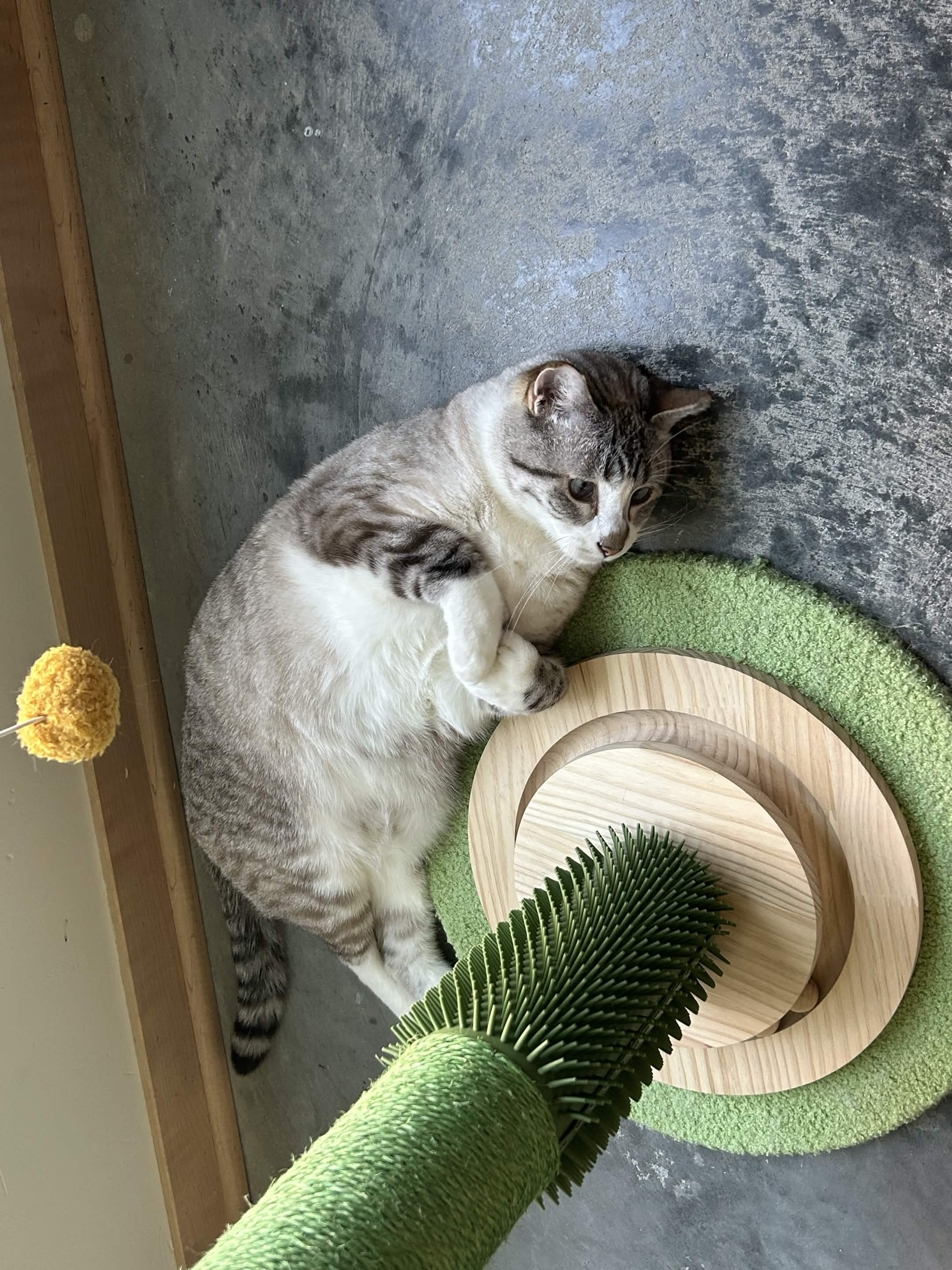 Maxwell By His Tree